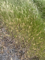 Hordeum murinum