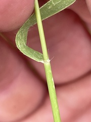 Aegilops cylindrica