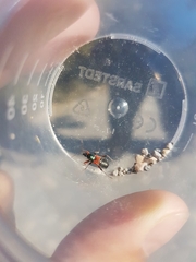 Prostemma aeneicolle