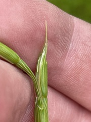 Aegilops cylindrica