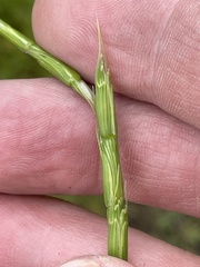Aegilops cylindrica
