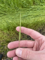 Aegilops cylindrica