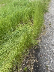 Aegilops cylindrica