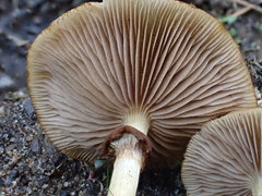 Agrocybe acericola