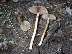 Agrocybe acericola