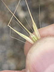 Hordeum murinum