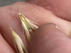 Hordeum murinum