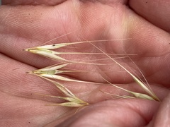 Hordeum murinum