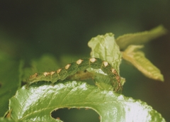 Oglasa nana