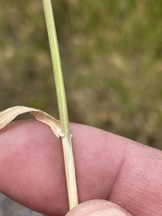 Hordeum murinum