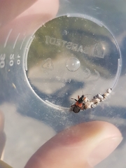 Prostemma aeneicolle