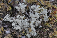 Cladonia arbuscula mitis