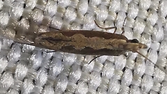 Plutella xylostella