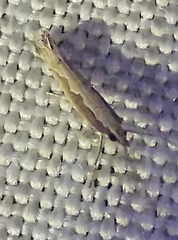 Plutella xylostella