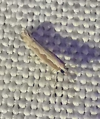 Plutella xylostella