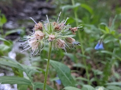 Hydrophyllum fendleri