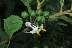 Solanum stellatiglandulosum