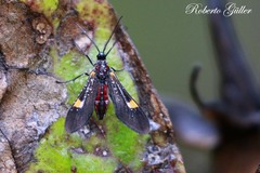 Rhynchopyga meisteri