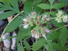 Hydrophyllum fendleri