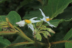 Solanum stellatiglandulosum
