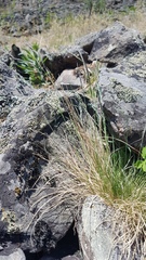 Festuca lenensis