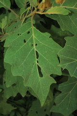 Solanum stellatiglandulosum