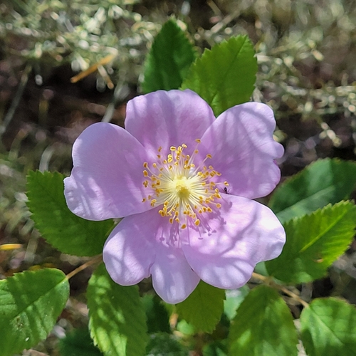 iNaturalist observation photo of California Wild Rose