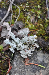 Stereocaulon paschale