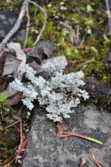 Stereocaulon paschale