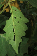 Solanum stellatiglandulosum