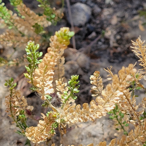 iNaturalist observation photo of Common Peppergrass