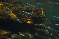 Leptatherina presbyteroides