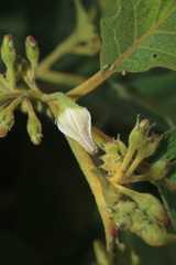 Solanum stellatiglandulosum