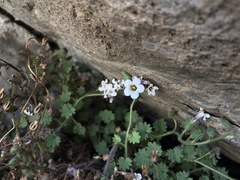 Phacelia perityloides