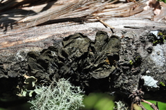 Collema subflaccidum