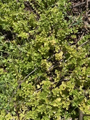 Clinopodium douglasii