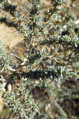 Aspalathus acanthophylla