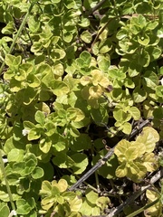 Clinopodium douglasii