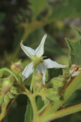 Solanum stellatiglandulosum