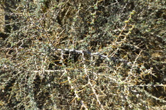 Aspalathus acanthophylla