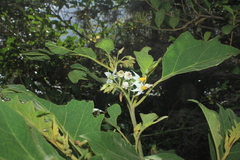Solanum stellatiglandulosum