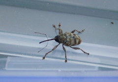Curculio venosus