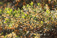 Acacia ixiophylla