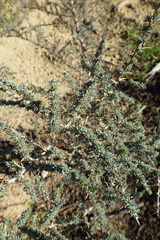 Aspalathus acanthophylla