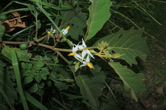 Solanum stellatiglandulosum