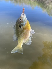 Lepomis macrochirus