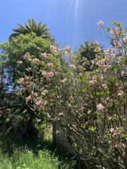 Rhododendron occidentale