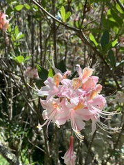 Rhododendron occidentale