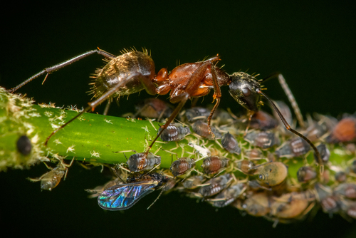 Ferruginous Carpenter Ant