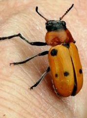 Tituboea sexmaculata